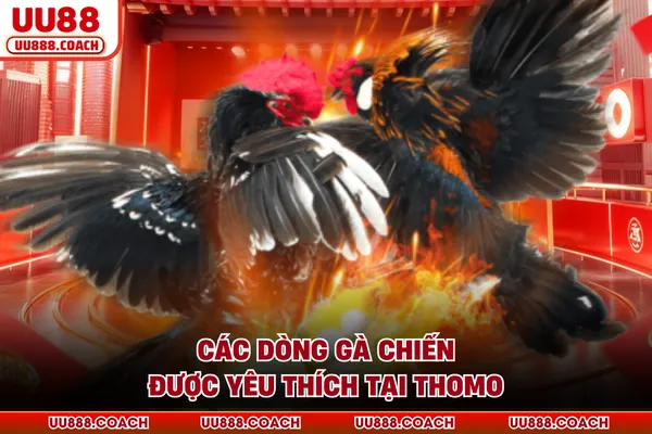 Các dòng gà chiến được yêu thích tại Thomo